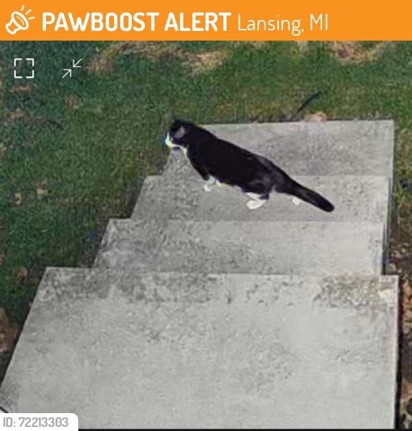 Found/Stray Unknown Cat last seen Balfour Drive and Miller Road, Lansing, MI 48911