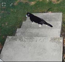 Found/Stray Unknown Cat last seen Balfour Drive and Miller Road, Lansing, MI 48911