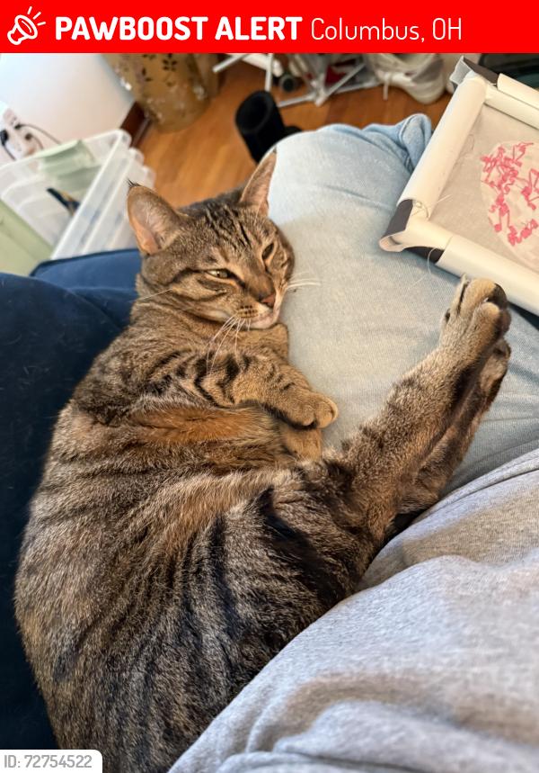 Lost Female Cat last seen Near Northridge Rd. , Columbus, OH 43224