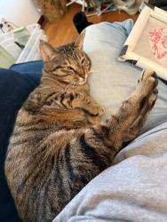 Lost Female Cat last seen Near Northridge Rd. , Columbus, OH 43224