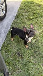 Found/Stray Male Dog last seen hmstd , Homestead, FL 33032
