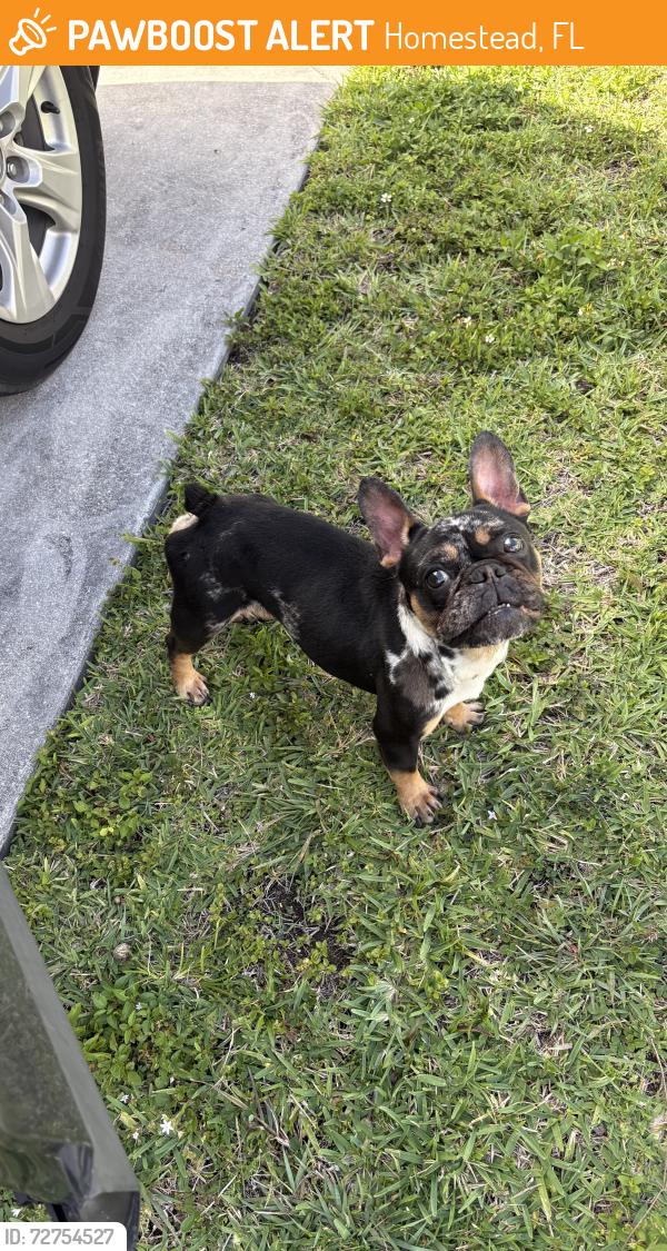 Found/Stray Male Dog last seen hmstd , Homestead, FL 33032