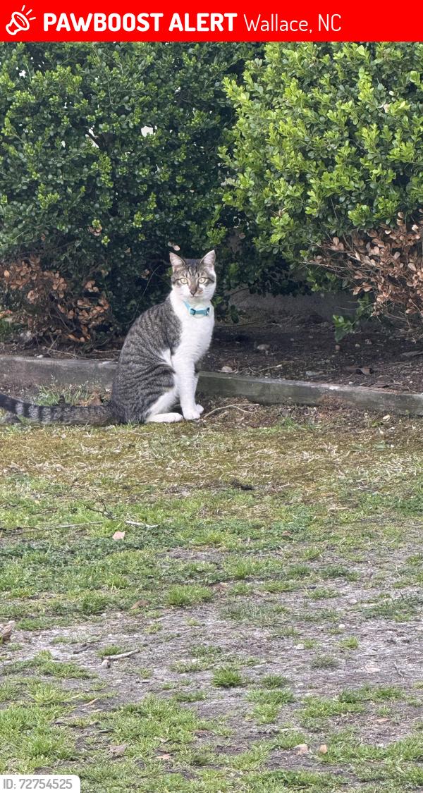 Lost Male Cat last seen Near S Orange Street Wallace NC 28466, Wallace, NC 28466