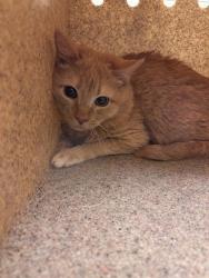 Shelter Stray Male Cat last seen Near BLOCK W 3500 S, WEST VALLEY CITY UT 84120, Salt Lake City, UT 84120