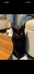 Lost Male Cat last seen Westgate, Cypress, TX 77433