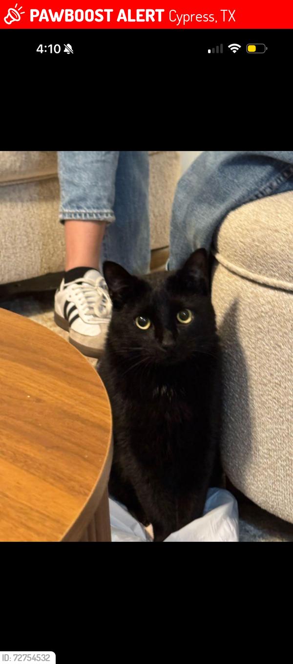 Lost Male Cat last seen Westgate, Cypress, TX 77433