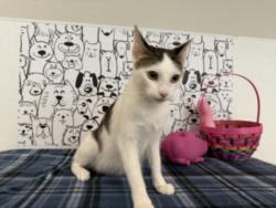 Shelter Stray Female Cat last seen , 957 N Gaffey St, San Pedro, CA 90731, USA