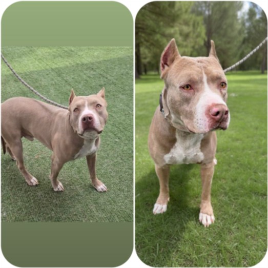 Shelter Stray Male Dog last seen , Chatsworth, CA 91311