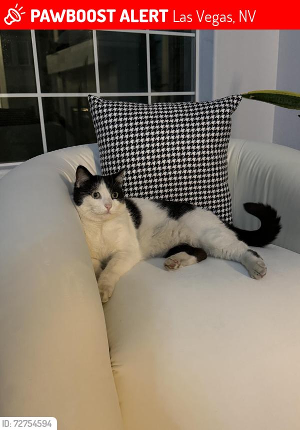 Lost Female Cat last seen Granada hills , Las Vegas, NV 89147