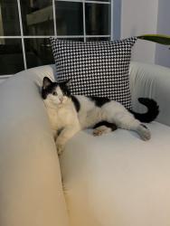Lost Female Cat last seen Granada hills , Las Vegas, NV 89147