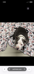 Lost Female Dog last seen Cerritos and beach, Stanton, CA 90680