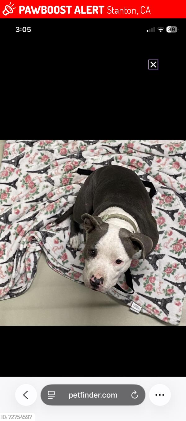 Lost Female Dog last seen Cerritos and beach, Stanton, CA 90680