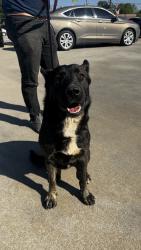 Found/Stray Male Dog last seen Poinsett Highway, Greenville, SC 29609