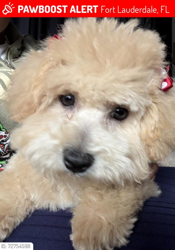 Lost Female Dog last seen Near NW seventh st Fort Lauderdale 33311, Fort Lauderdale, FL 33311