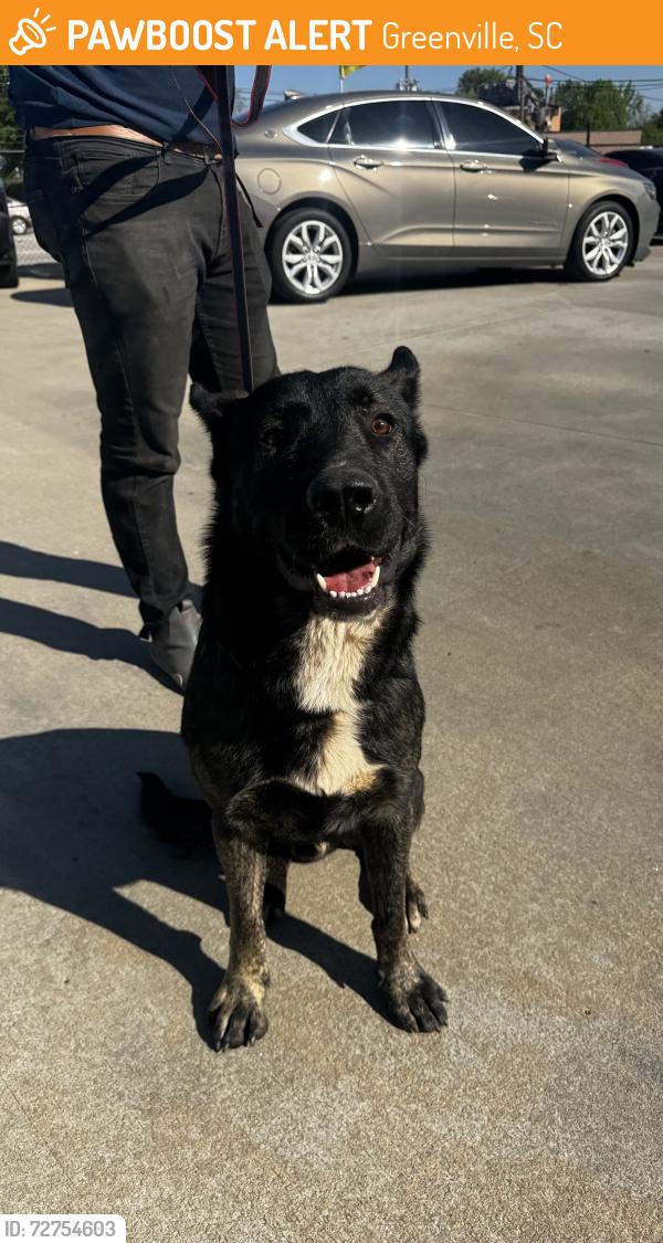 Found/Stray Male Dog last seen Poinsett Highway, Greenville, SC 29609