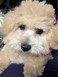 Lost Female Dog last seen Near NW seventh st Fort Lauderdale 33311, Fort Lauderdale, FL 33311