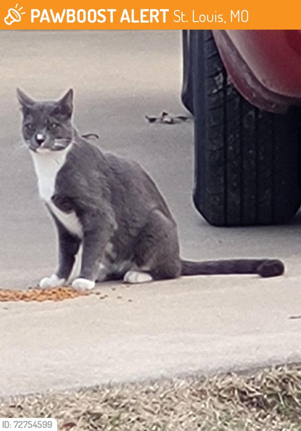 Found/Stray Male Cat last seen Jamieson and Bradley Avenue. , St. Louis, MO 63139