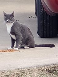 Found/Stray Male Cat last seen Jamieson and Bradley Avenue. , St. Louis, MO 63139