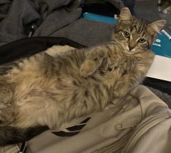 Lost Female Cat last seen Near Dykes Creek Baptist Church, Rome, GA 30161