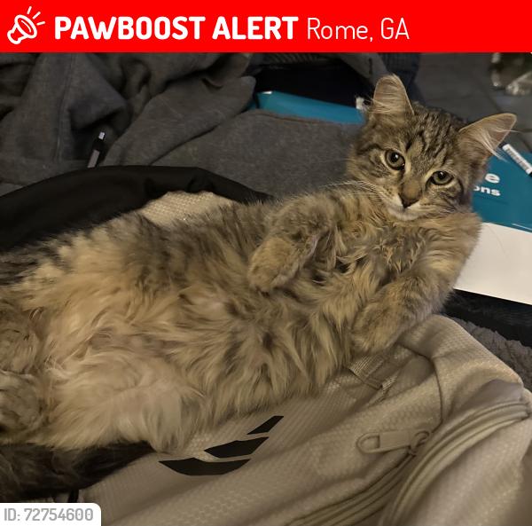 Lost Female Cat last seen Near Dykes Creek Baptist Church, Rome, GA 30161