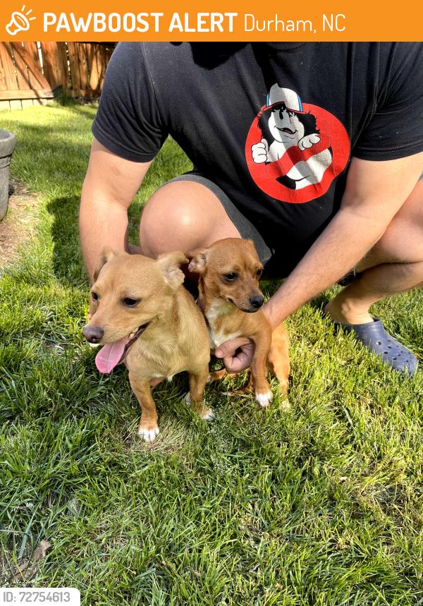 Found/Stray Male Dog last seen Ranbir Dr. And Sugartree Pl. Durham, NC, Durham, NC 27713