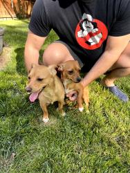 Found/Stray Male Dog last seen Ranbir Dr. And Sugartree Pl. Durham, NC, Durham, NC 27713