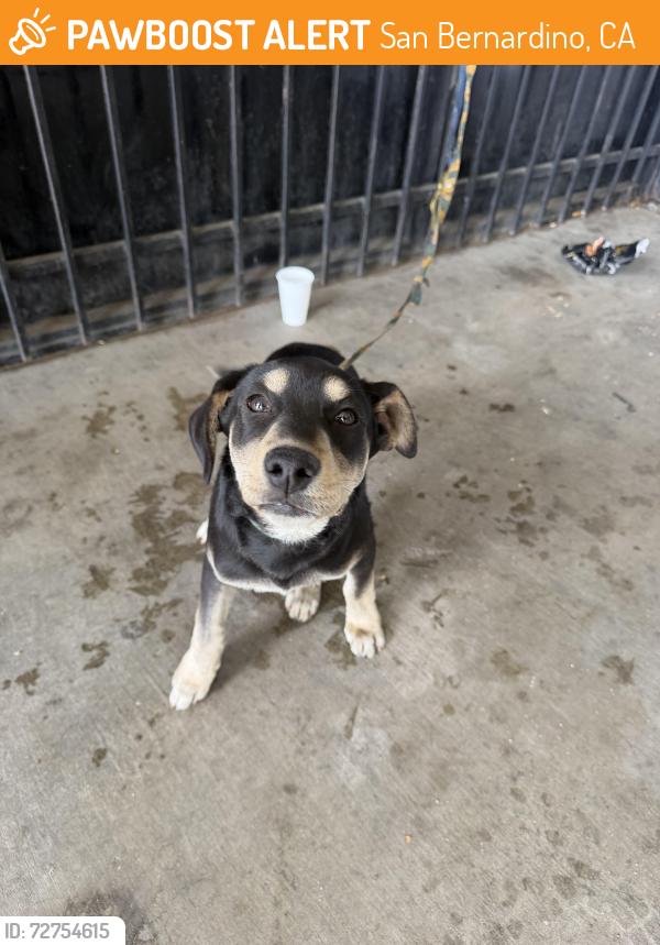 Found/Stray Male Dog last seen 9th and sterling, San Bernardino, CA 92410