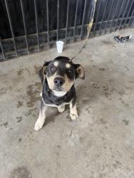 Found/Stray Male Dog last seen 9th and sterling, San Bernardino, CA 92410