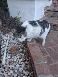 Found/Stray Unknown Cat last seen N Kingsley Dr and Santa Monica , Los Angeles, CA 90029