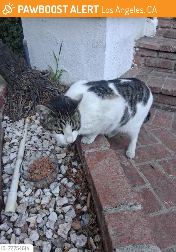 Found/Stray Unknown Cat last seen N Kingsley Dr and Santa Monica , Los Angeles, CA 90029