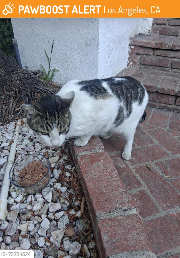 Found/Stray Unknown Cat last seen N Kingsley Dr and Santa Monica , Los Angeles, CA 90029