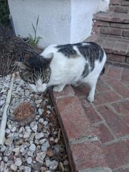 Found/Stray Unknown Cat last seen N Kingsley Dr and Santa Monica , Los Angeles, CA 90029