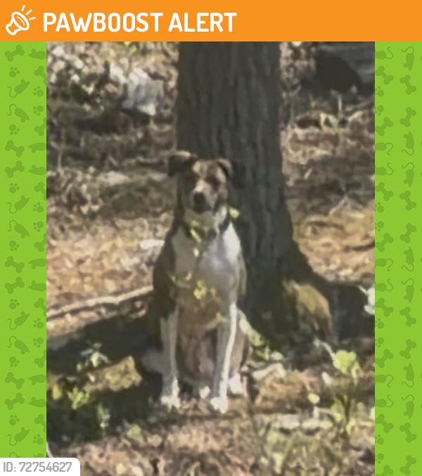 Found/Stray Unknown Dog last seen In woods at end of Rosscraggon rd , Buncombe County, NC 28803