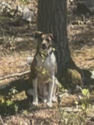 Found/Stray Unknown Dog last seen In woods at end of Rosscraggon rd , Buncombe County, NC 28803