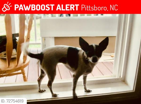 Lost Female Dog last seen Alston Chapel Rd, Pittsboro, NC 27312