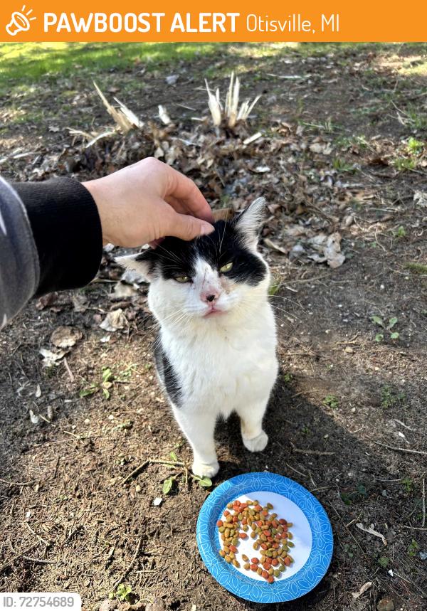 Found/Stray Male Cat last seen Asylinot coffee, Otisville, MI 48463