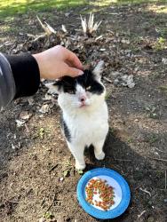 Found/Stray Male Cat last seen Asylinot coffee, Otisville, MI 48463