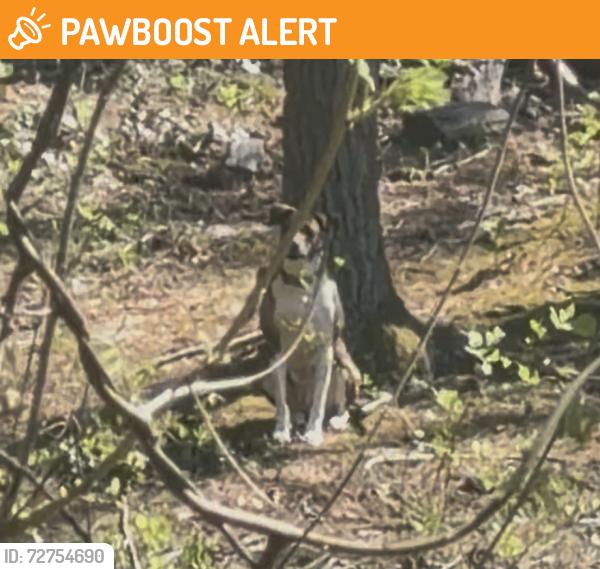 Found/Stray Unknown Dog last seen End of Rosscraggon rd. , Buncombe County, NC 28803