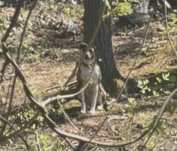 Found/Stray Unknown Dog last seen End of Rosscraggon rd. , Buncombe County, NC 28803