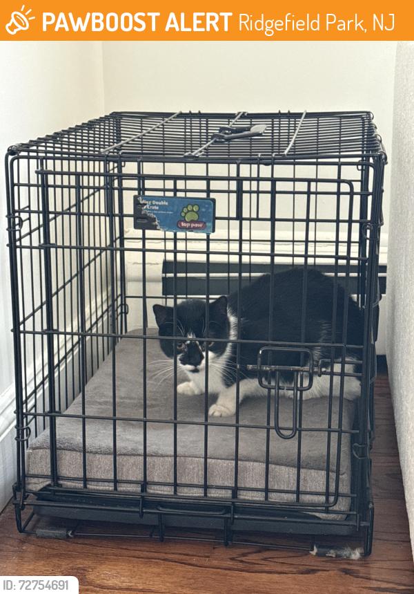 Found/Stray Unknown Cat last seen Main St Ridgefield Park, Ridgefield Park, NJ 07660