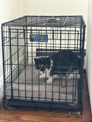 Found/Stray Unknown Cat last seen Main St Ridgefield Park, Ridgefield Park, NJ 07660