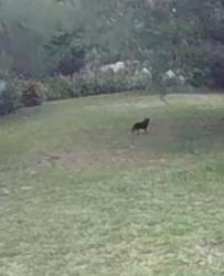Found/Stray Unknown Dog last seen NE Sumner Street, Jensen Beach, FL 34957
