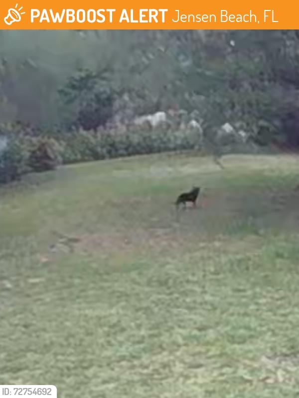 Found/Stray Unknown Dog last seen NE Sumner Street, Jensen Beach, FL 34957