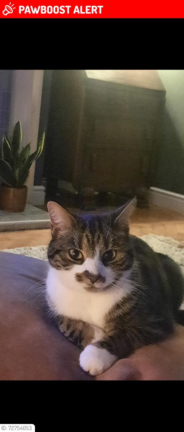 Lost Female Cat last seen De Quincey Close , Timperley, England WA14
