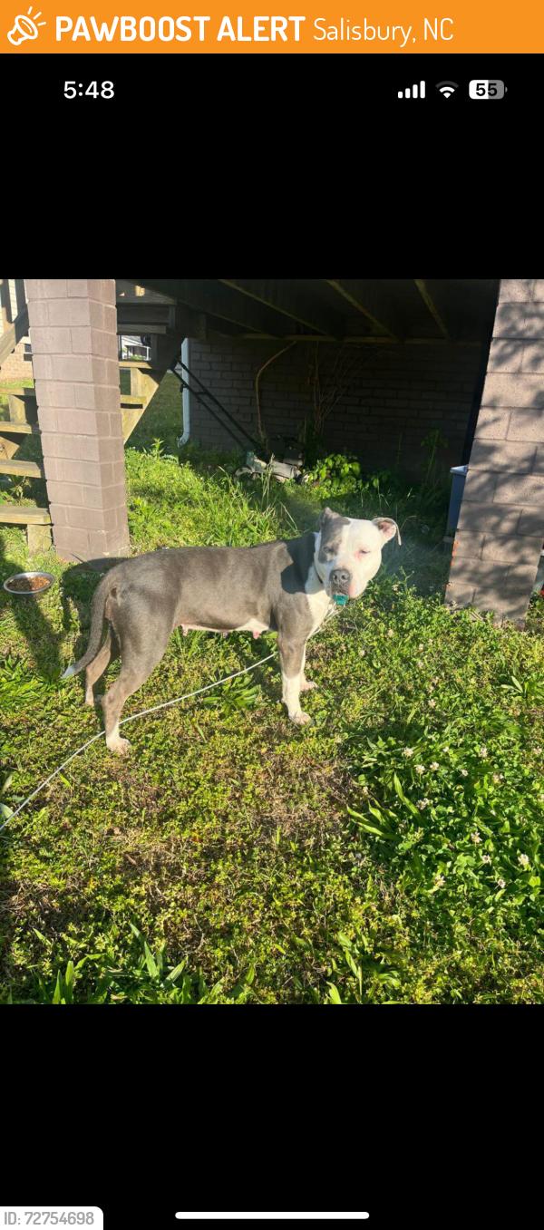 Found/Stray Female Dog last seen Found near Bank of America , Salisbury, NC 28144