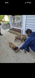 Found/Stray Unknown Dog last seen Golden pond rd, Charlotte, NC 28269