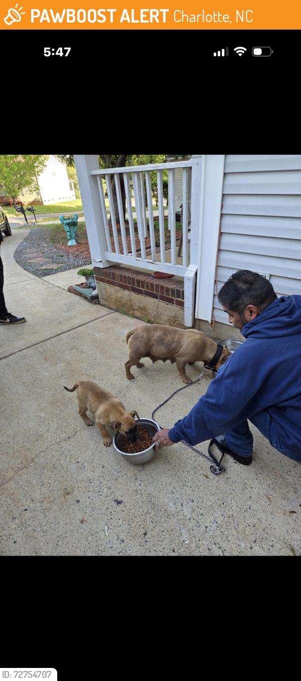 Found/Stray Unknown Dog last seen Golden pond rd, Charlotte, NC 28269
