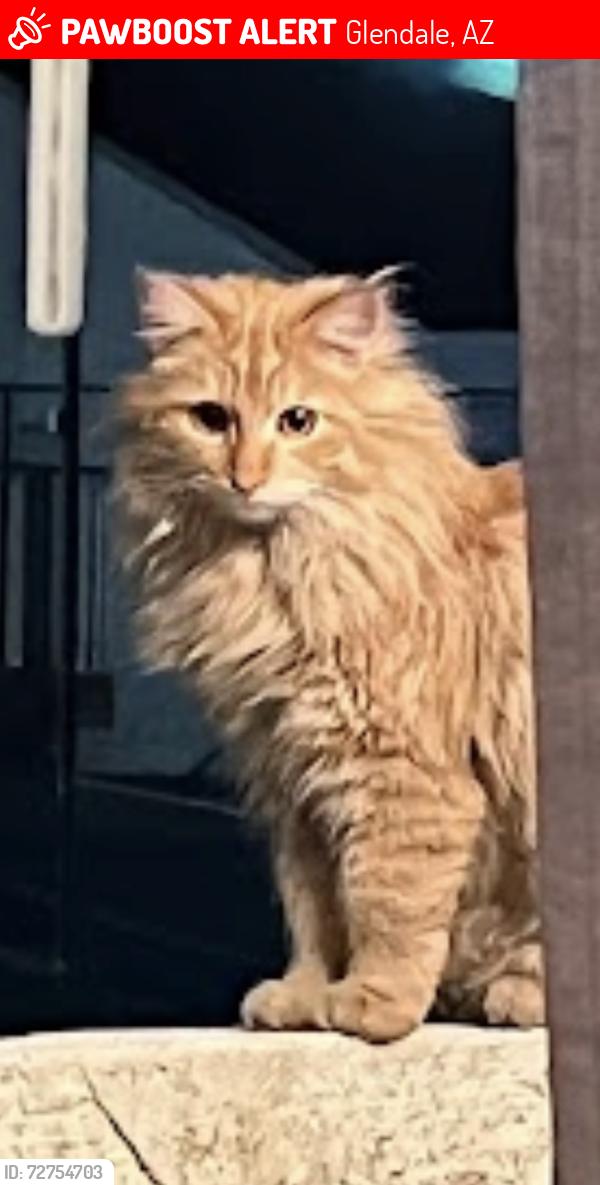 Lost Male Cat last seen 51st Ave and thunderbird, Glendale, AZ 85306