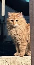 Lost Male Cat last seen 51st Ave and thunderbird, Glendale, AZ 85306