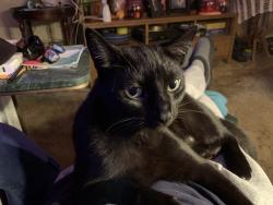 Lost Male Cat last seen Foothill and citrus, Azusa, CA 91702